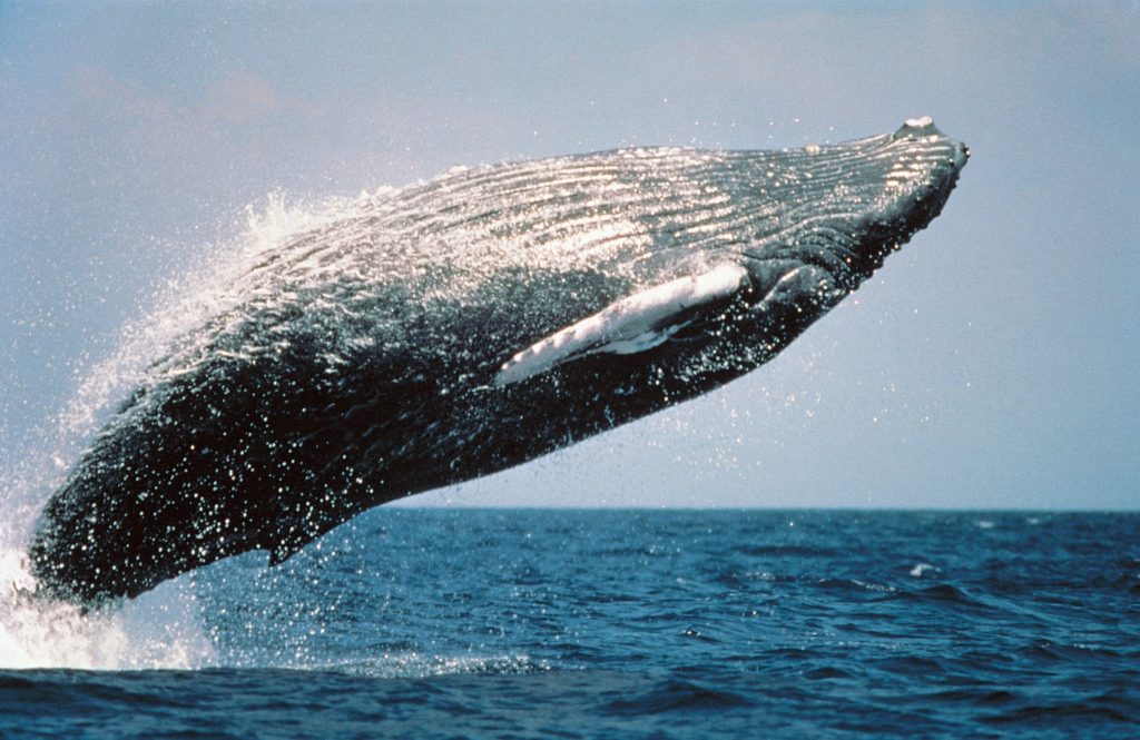 Excursion d'observation des baleines à bosse à Las Terrenas en République dominicaine